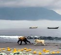 Отважный пёс на Курилах защищал рыбаков от медведей 