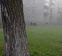 Коровы в городе: стадо бурёнок прогулялось по Южно-Сахалинску
