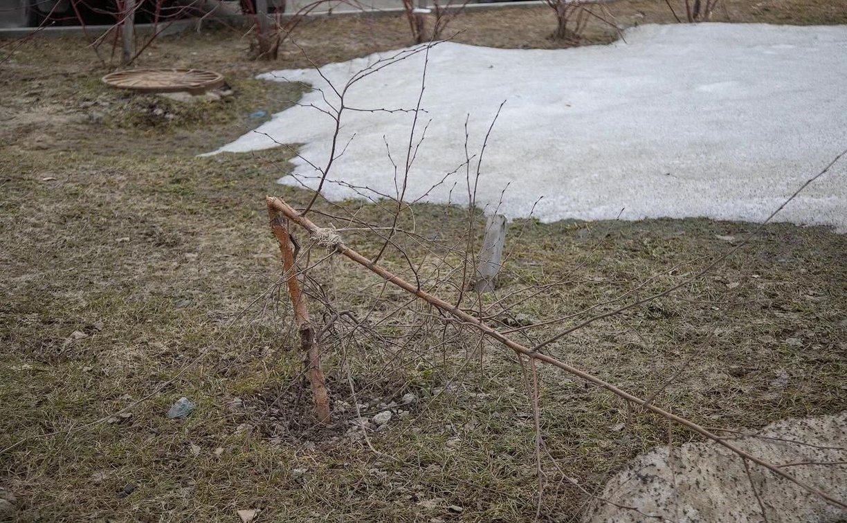 Многие деревья и кустарники в Южно-Сахалинске не выдержали тяжести снега