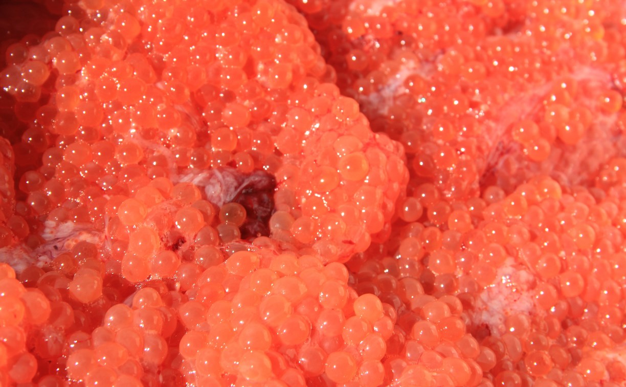 Браконьеры на Сахалине пытались скрыться от полицейских, по пути выбрасывая икру