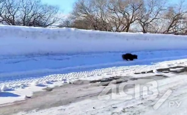 Сахалинка встретила на дороге енотовидную собаку