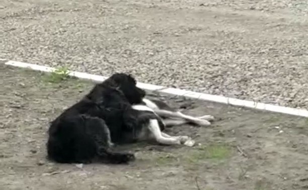 До слёз: собака на Сахалине пыталась поднять своего мёртвого друга