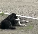 До слёз: собака на Сахалине пыталась поднять своего мёртвого друга