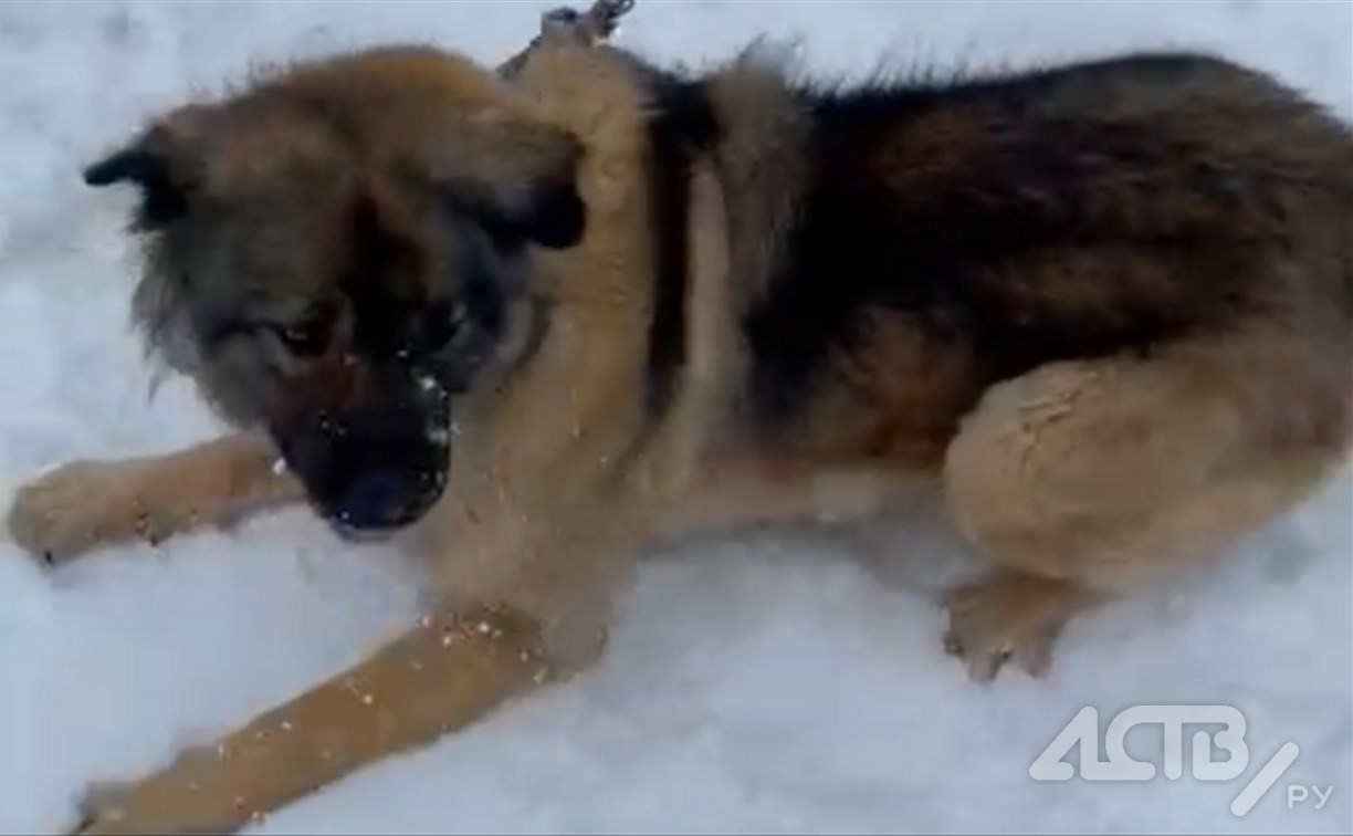 Зоозащитники: на Сахалине собака в метель осталась прикована к шлагбауму и без будки