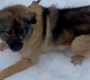 Зоозащитники: на Сахалине собака в метель осталась прикована к шлагбауму и без будки