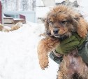 Более двух тысяч безнадзорных животных отловлено в Южно-Сахалинске в прошлом году