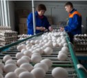 Сахалинские власти собираются модернизировать птицефабрику «Островная»