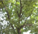 Южносахалинцы могут помочь увековечить деревья с историческим прошлым