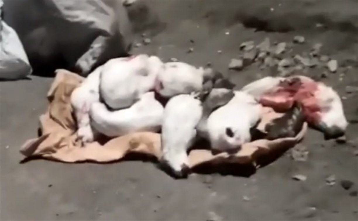 Мешки с убитыми лебедями и утками нашли у браконьера в Тымовском