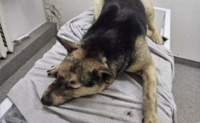 Происшествия