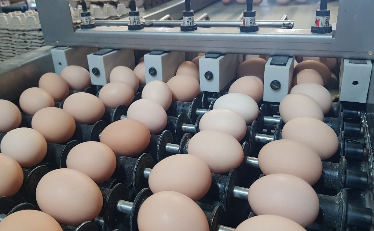 Яйца от сахалинской птицефабрики начали поступать в продажу: что известно о планах "Островной"