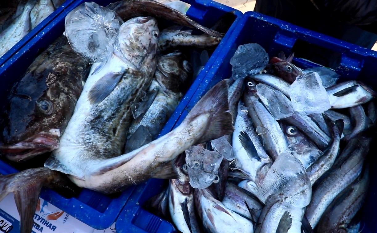 Свежую рыбу получат жители 15 районов Сахалинской области