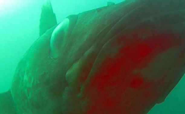 Сахалинский дайвер столкнулся с метровой треской на дне Охотского моря и испугался