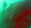 Сахалинский дайвер столкнулся с метровой треской на дне Охотского моря и испугался