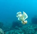 Танец плоских червей у берегов Монерона попал на видео