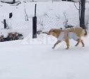 Собака в попоне, прогрызшая себе путь из сахалинского приюта, рвалась к шестерым щенкам