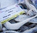 Третью крупную партию наваги завезли в Корсаков