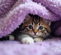 Дома, школы, садики и роддом оставили без отопления в Южно-Сахалинске