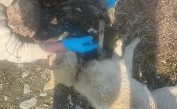 "Сбежал щенком и вырос": собаку с вросшим ошейником нашли на улице в Южно-Сахалинске