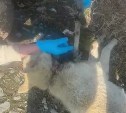 "Сбежал щенком и вырос": собаку с вросшим ошейником нашли на улице в Южно-Сахалинске