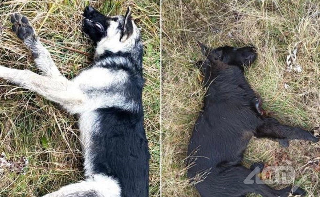 Очевидец: в Южно-Курильске неизвестные начали травить собак среди бела дня