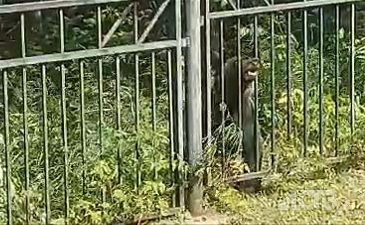 Медведь пришёл к детскому саду в селе на юге Сахалина