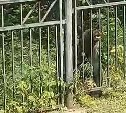 Медведь пришёл к детскому саду в селе на юге Сахалина