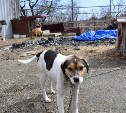Администрация Южно-Сахалинска расторгает контракт с собачьим приютом "Интермодуль"