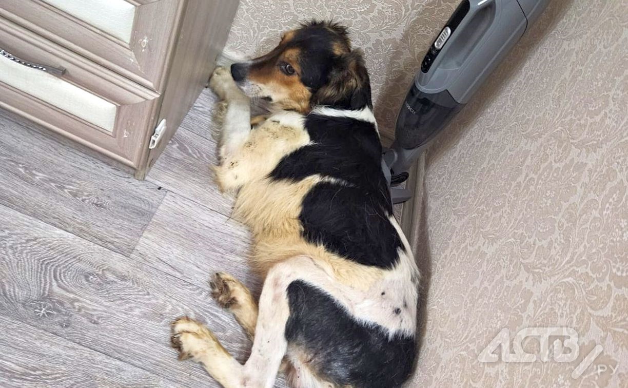 На Сахалине у собаки остановилось сердце, когда её попытались забрать с передержки