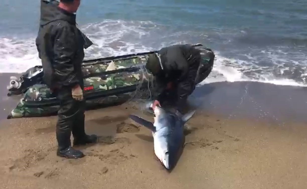 Делом забитой бревном в Охотском акулы занялись сахалинские полицейские