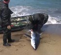 Делом забитой бревном в Охотском акулы занялись сахалинские полицейские