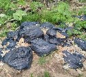 В пригороде Южно-Сахалинска кто-то устроил огромную свалку из панцирей краба