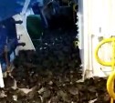 Сотни перелетных птиц заполонили палубу судна в Холмске