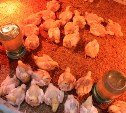 За год сахалинцы съели больше 6 миллионов перепелиных яиц