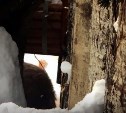  Сахалинский зоопарк предложил подписчикам опознать питомцев по мохнатой попке