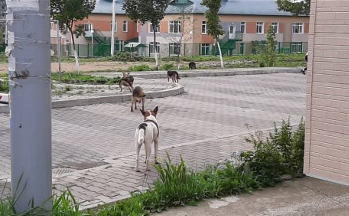  В Южно-Сахалинске бездомная собака напала на десятилетнюю девочку