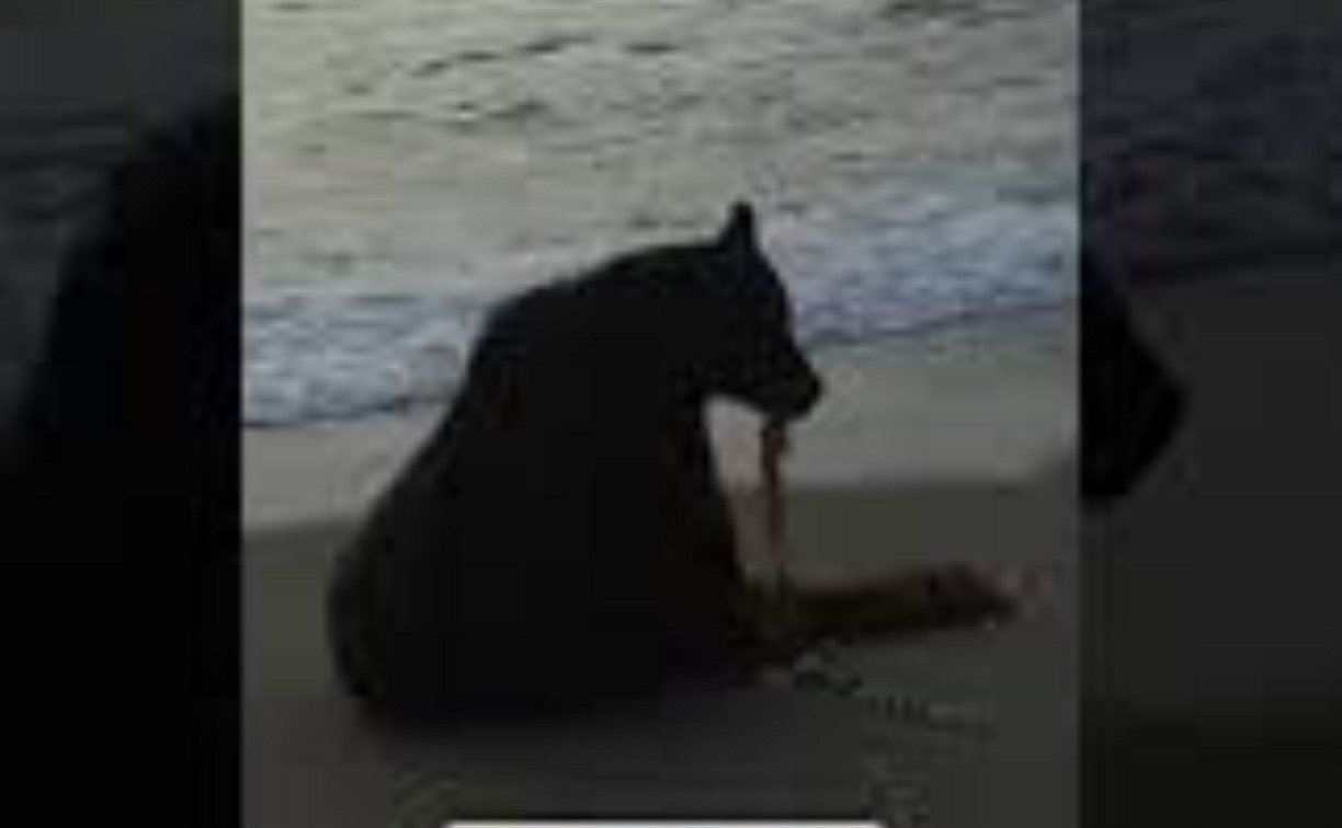 Медвежат-вегетарианцев встретили у морского побережья в Долинском районе 