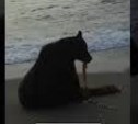 Медвежат-вегетарианцев встретили у морского побережья в Долинском районе 
