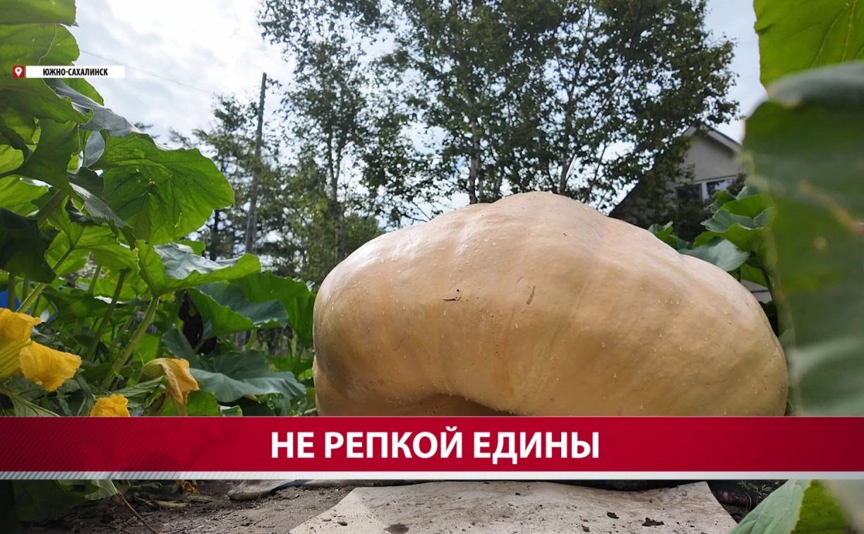 "Все фитолампы работали на неё": подробности о сахалинской тыкве-рекордсмене