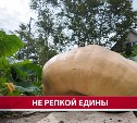 "Все фитолампы работали на неё": подробности о сахалинской тыкве-рекордсмене