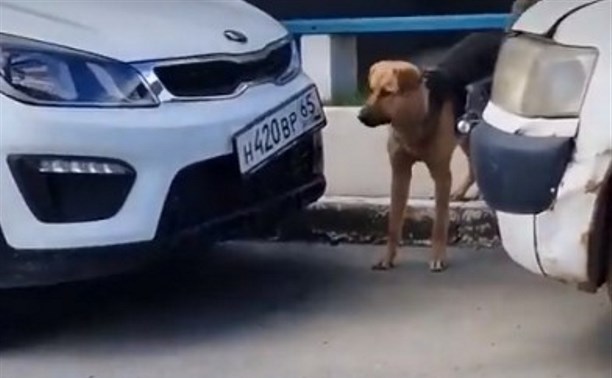 Пёс-вредитель в Южно-Сахалинске пытался забраться под капот авто и почти оторвал госномера 