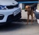 Пёс-вредитель в Южно-Сахалинске пытался забраться под капот авто и почти оторвал госномера 