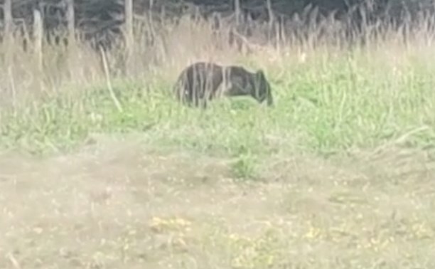 "Медведь пасётся в 20 метрах от дороги": видео прислали сахалинцы