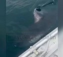 Сахалинцы обсуждают видео с акулой, пойманной на спиннинг у мыса Свободного