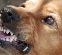 Прокуратура организовала проверку по факту нападения бездомного пса на ребёнка в Холмске