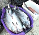 Более четырех тонн свежей рыбы было продано в Южно-Сахалинске  на ярмарке выходного дня