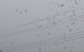 Общество
