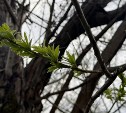 На Сахалине выглянет солнце, а на Курилах пройдёт снег: прогноз погоды для региона на 14 мая