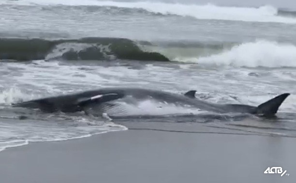 Маленького китёнка с неизвестными язвами на туше выкинуло на берег Южно-Курильска