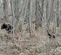 Медведица с детёнышами удалилась от сахалинского СНТ к лужайкам с калужницей